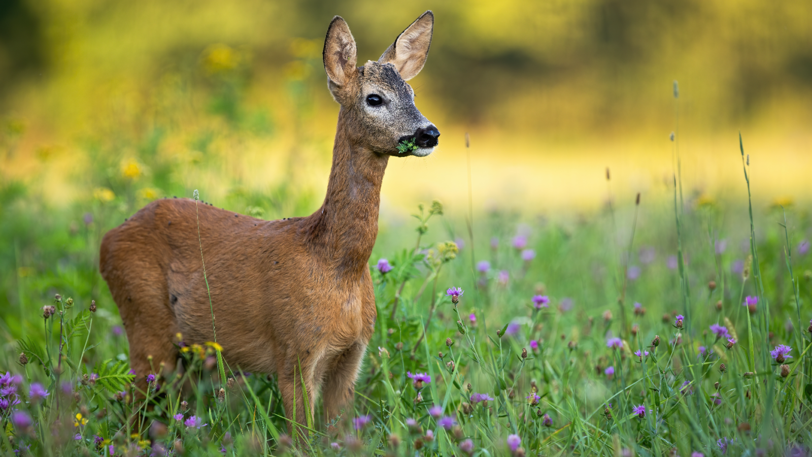 Top Ten // Deer Resistant Plants in Central Florida