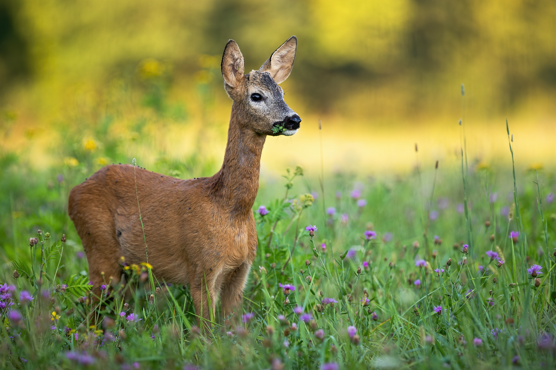 Top Ten // Deer Resistant Plants in Central Florida